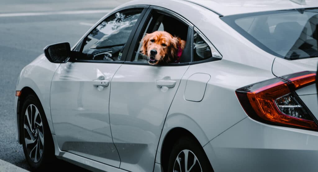 Darf man einen Hund im Firmenwagen mitnehmen?